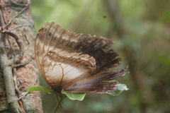Caligo telamonius memnon