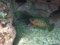 Heteropriacanthus carolinus
