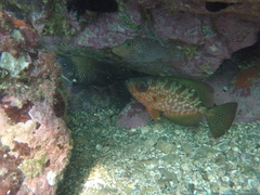 Heteropriacanthus carolinus