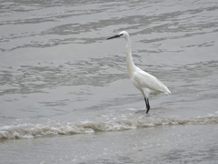 Egretta garzetta