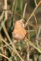 Phyllodesma suberifolia