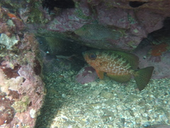 Heteropriacanthus carolinus