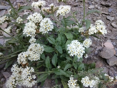 Heliotropium styligerum