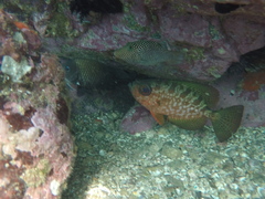 Heteropriacanthus carolinus