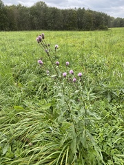 Cirsium arvense