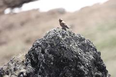 Leucosticte tephrocotis tephrocotis