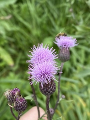 Cirsium arvense