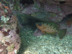 Heteropriacanthus carolinus