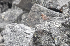 Leucosticte tephrocotis tephrocotis