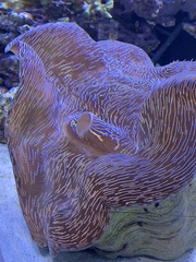 Tridacninae