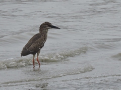Nycticorax nycticorax