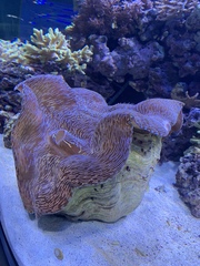 Tridacninae