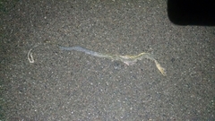 Masticophis bilineatus