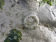 Aequorea victoria