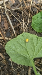 Epilachna varivestis