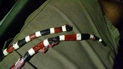 Micruroides euryxanthus