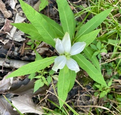 Gentiana alba