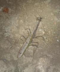 Pseudovates brasiliensis