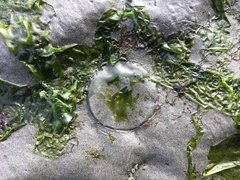Aequorea victoria