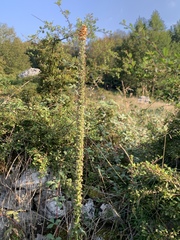 Digitalis ferruginea