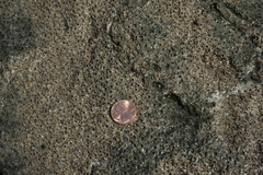 Phragmatopoma caudata