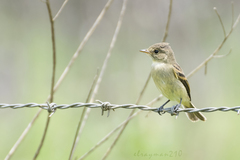 Empidonax albigularis