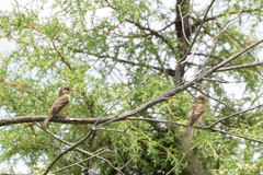 Empidonax albigularis