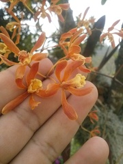 Encyclia candollei