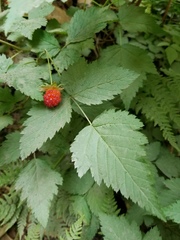 Rubus spectabilis spectabilis