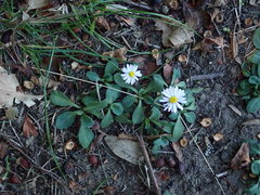 Bellis perennis
