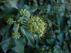 Hedera helix