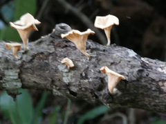 Lentinus sajor-caju