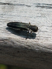 Agrilus bilineatus