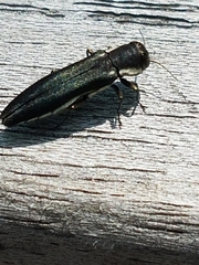 Agrilus bilineatus