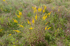 Solidago × niederederi