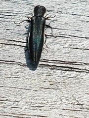 Agrilus bilineatus