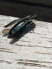Agrilus bilineatus