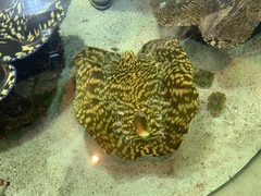 Tridacninae