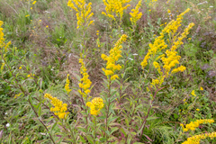 Solidago × niederederi