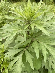 Artemisia vulgaris