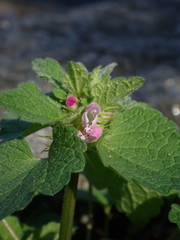 Lamium purpureum