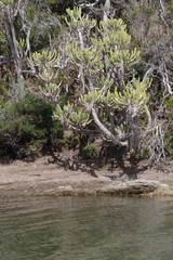 Euphorbia triangularis