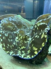 Tridacninae
