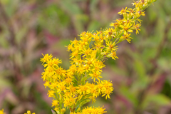 Solidago × niederederi
