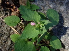 Lamium purpureum