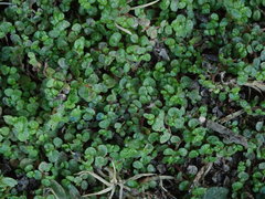 Soleirolia soleirolii