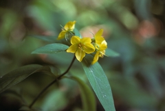 Lysimachia ciliata