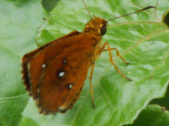 Iambrix salsala salsala