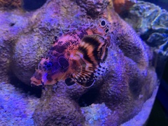 Dendrochirus biocellatus