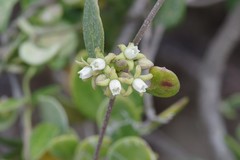 Cynanchum natalitium